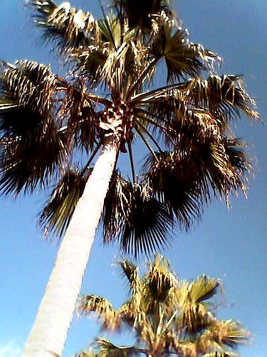 an upward view of a palm tree on a clear day