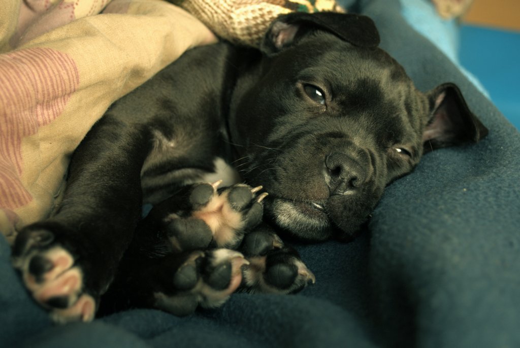 a black dog lying down on a bed under blankets