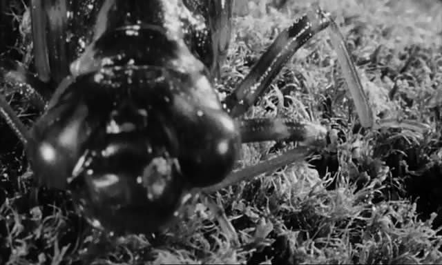 black and white pograph of a large spider