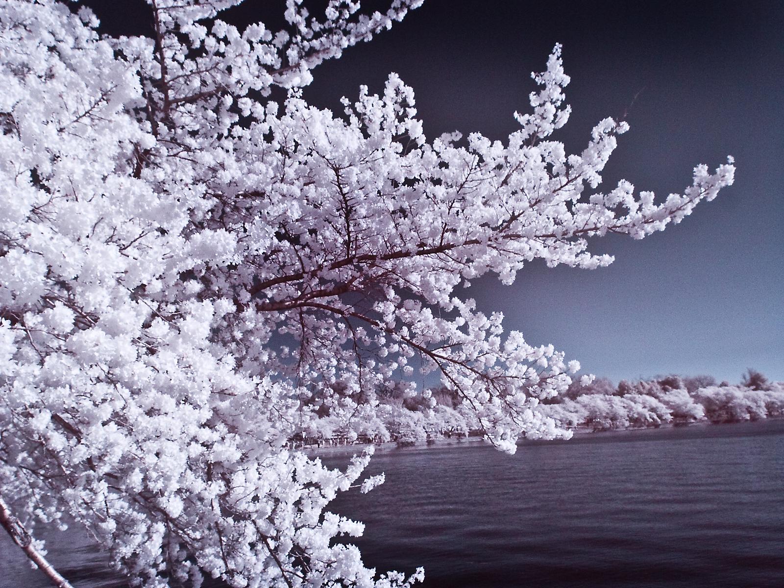 white flowers on a tree by water with sky