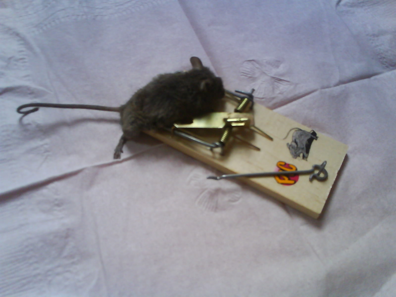 small rodent on board, playing with some small tools