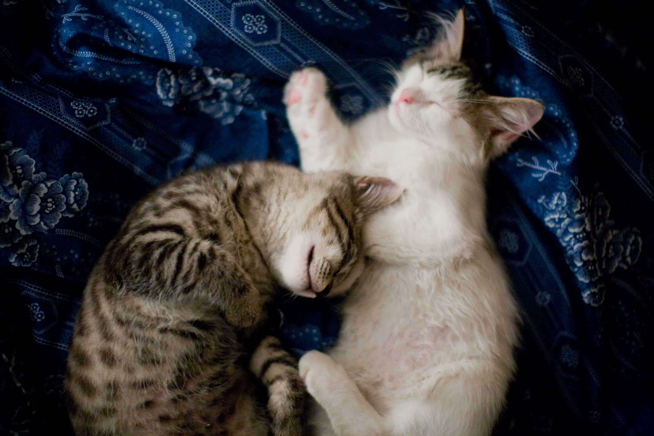 two small kittens laying on top of a bed together