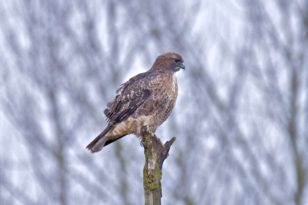 an eagle perched on top of a tree nch