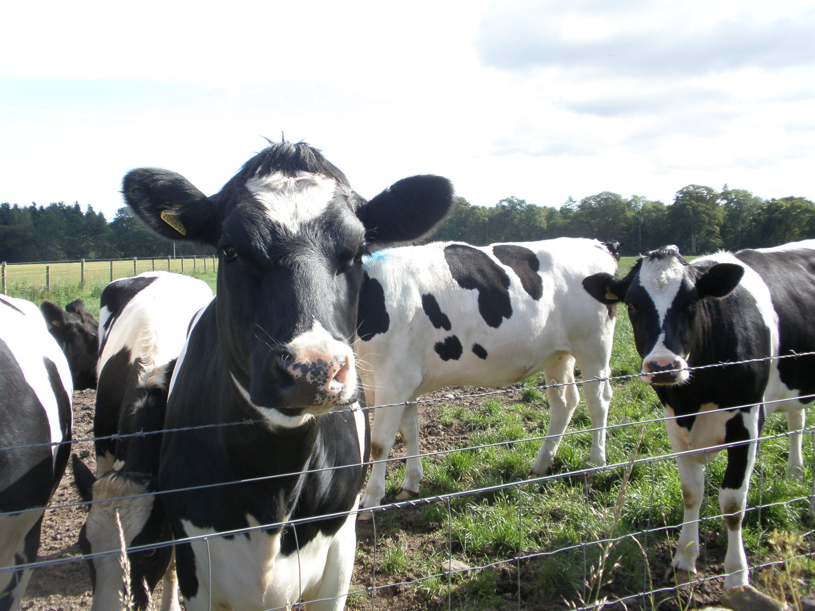 a black and white cow standing on top of a field