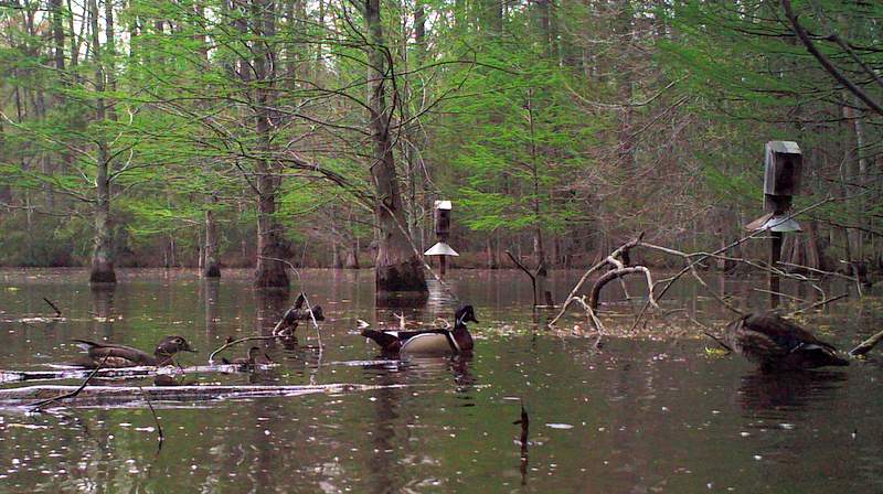 many ducks in a pond with trees and a light fixture