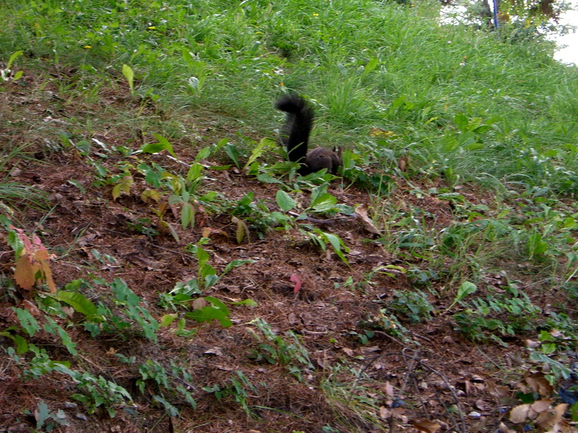 a squirrel is laying in the grass near a hill