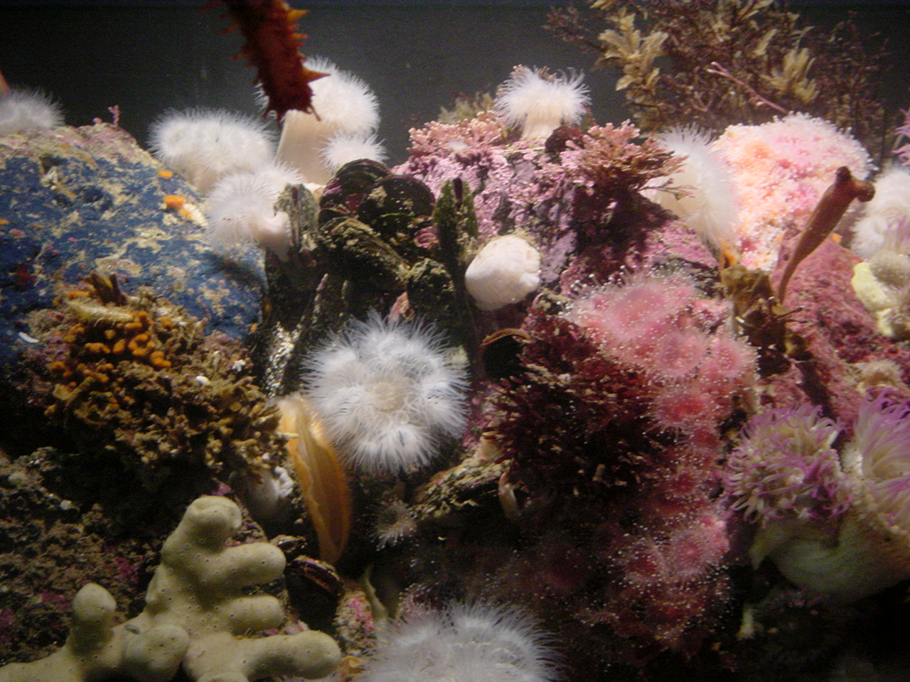 various sea animals are sitting together under some water