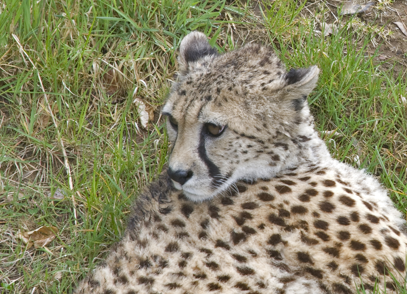 a cheetah rests on the grass in its enclosure