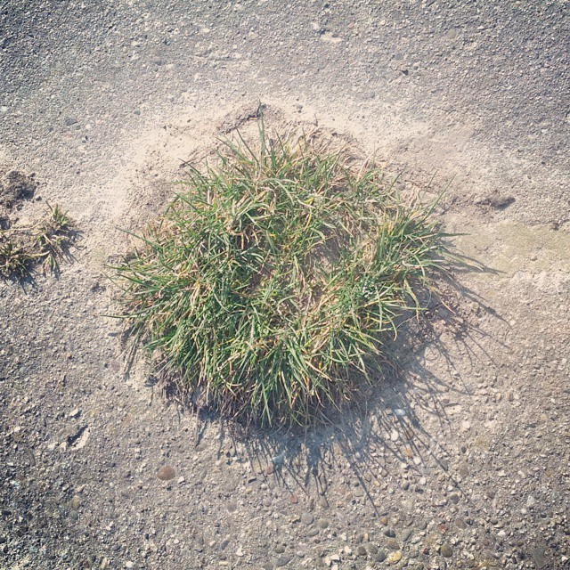 a plant with leaves and flowers sitting in the ground