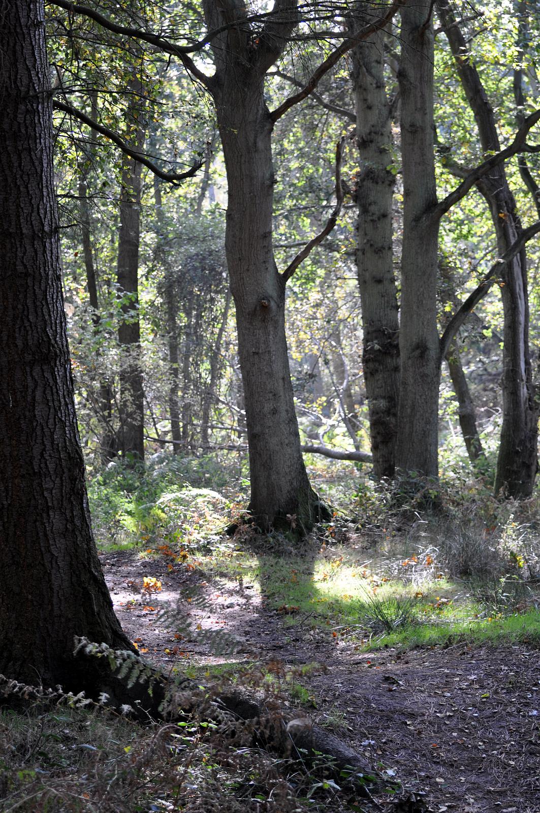 a small area of grass with a few trees