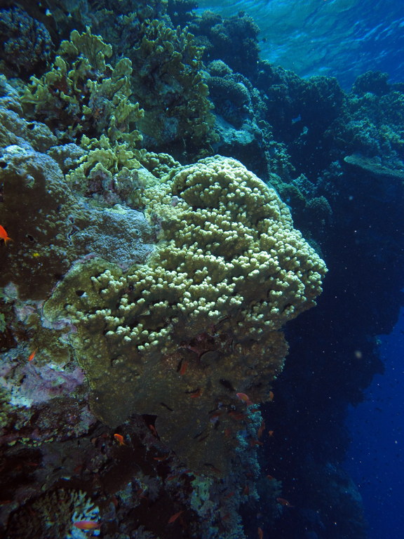 a reef scene is shown as the divers swim