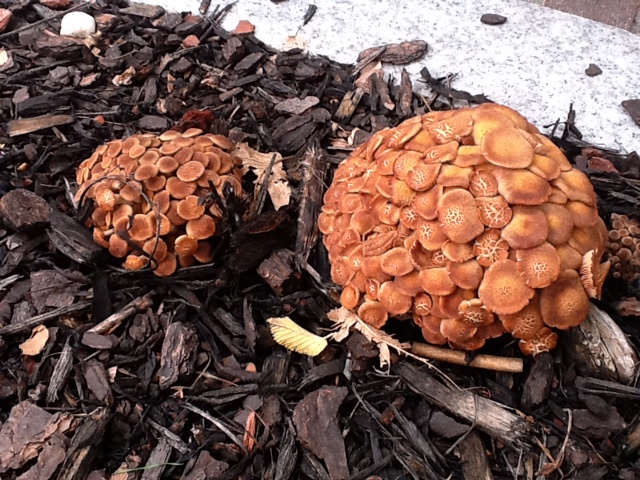 two large brown mushrooms are in the forest