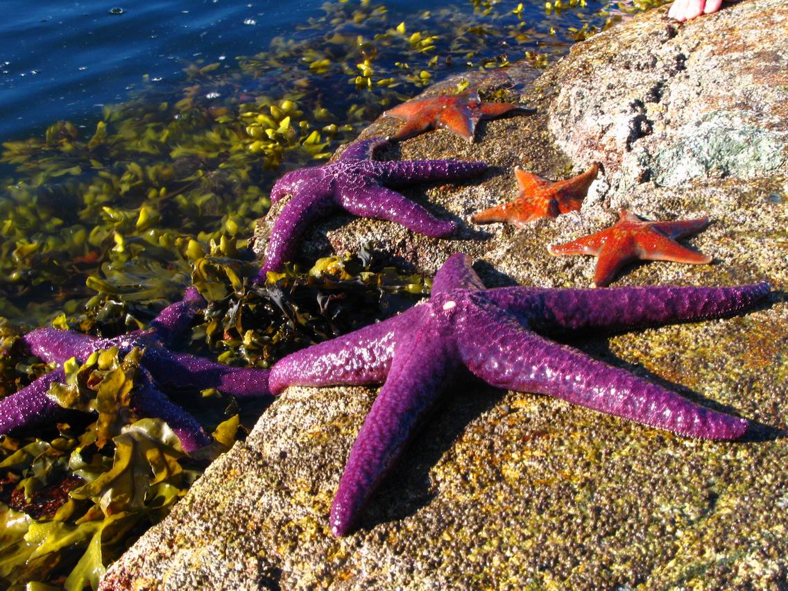 some starfish laying on the shore in a park