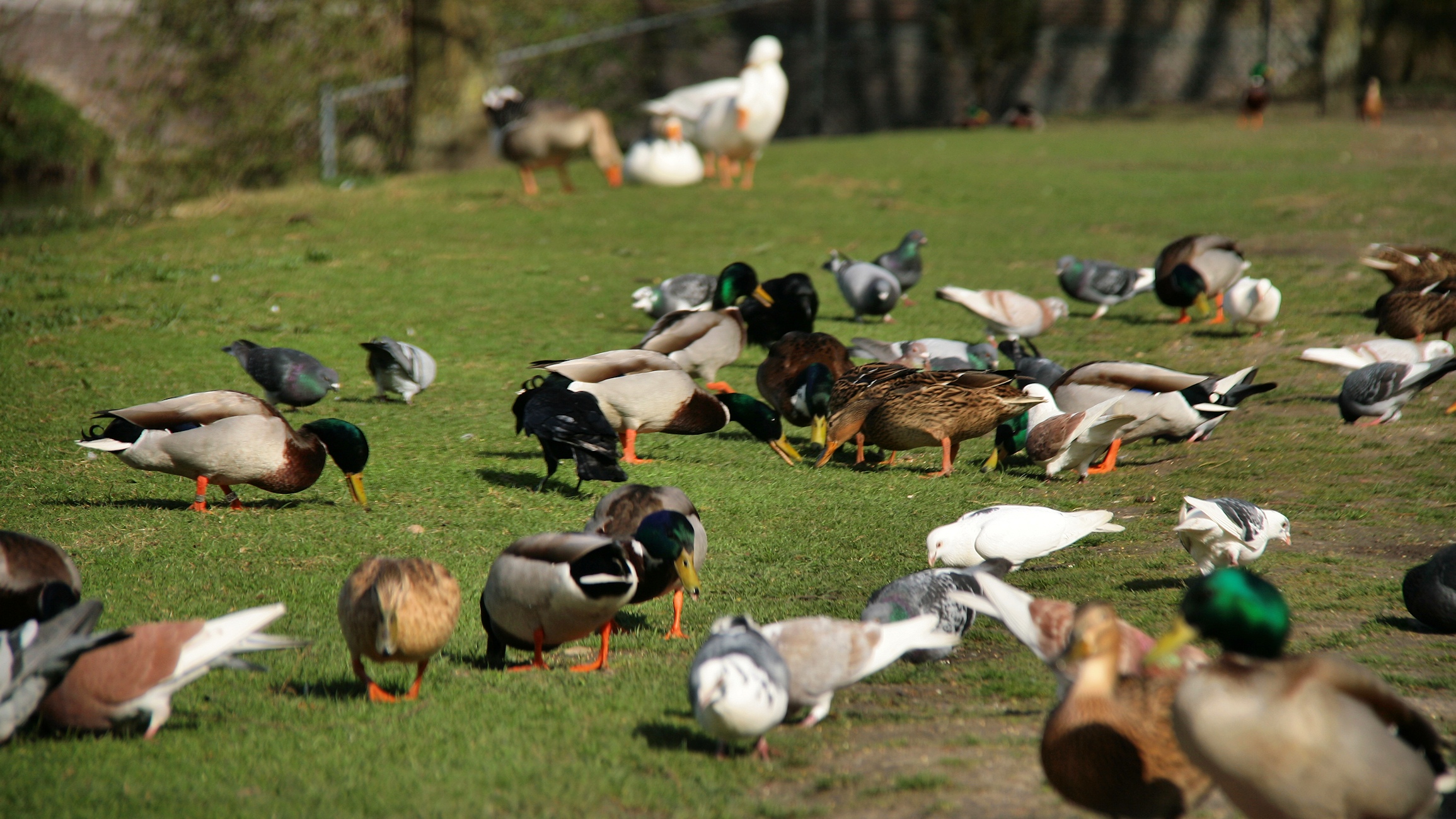 many ducks are standing and grazing in the grass