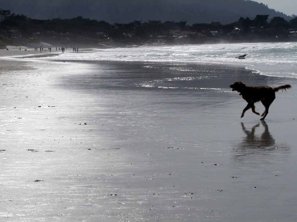 a dog running on the beach in front of a shoreline