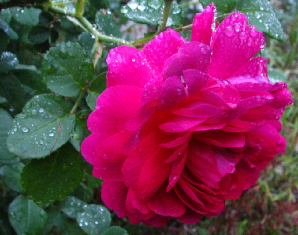 there is a pink rose in the middle of green leaves