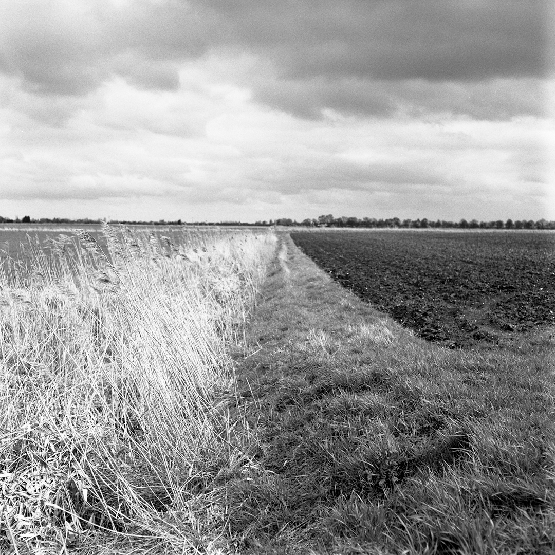 black and white image of a field with weeds and grass