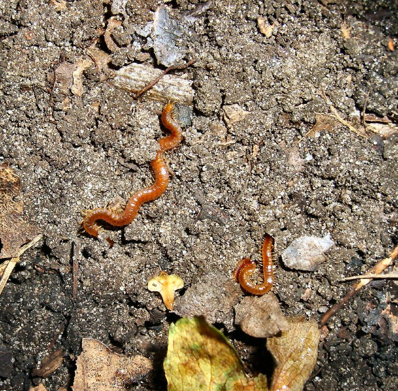 a group of small brown bugs on the ground