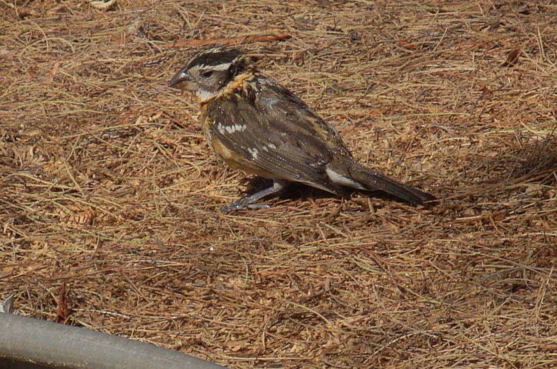 an adult bird sitting in hay and grass