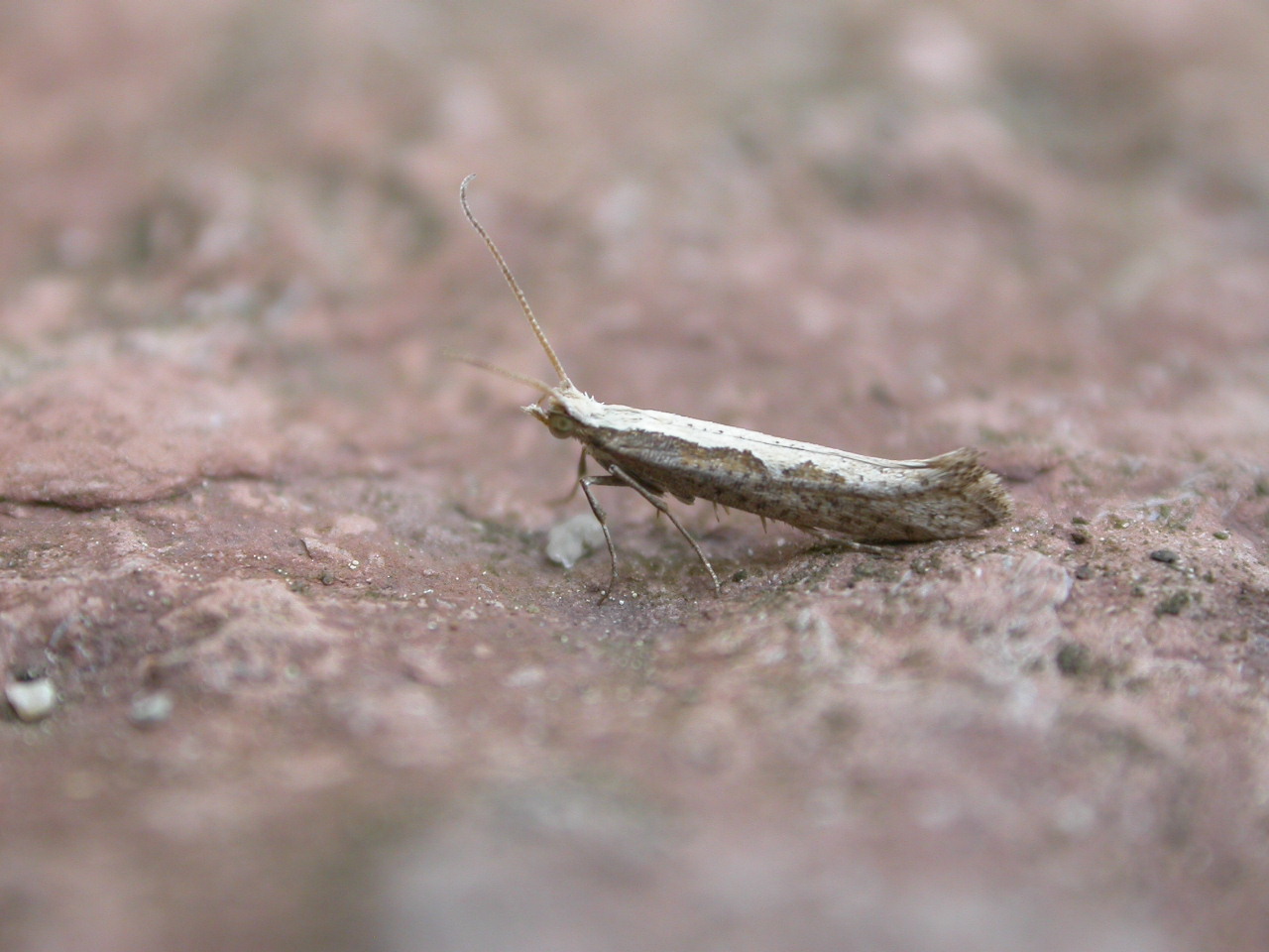 a close - up image of a locus crawling on the ground