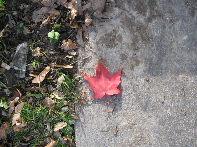 the red leaf is lying on the ground