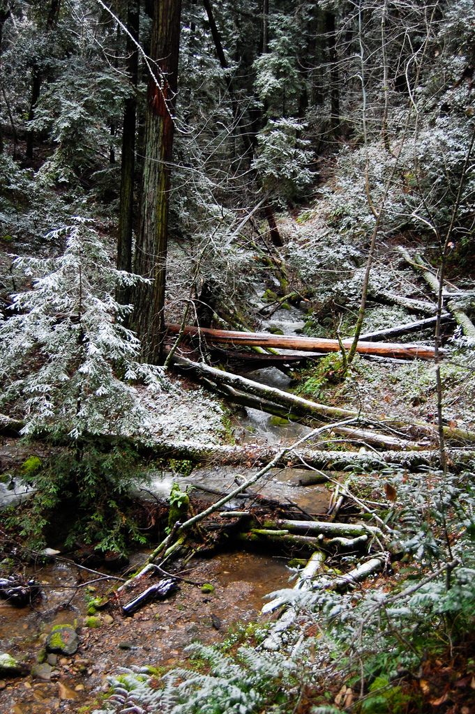 a path in a winter forest with trees and hoar