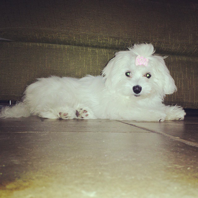 a fluffy white dog sits on the floor next to the couch