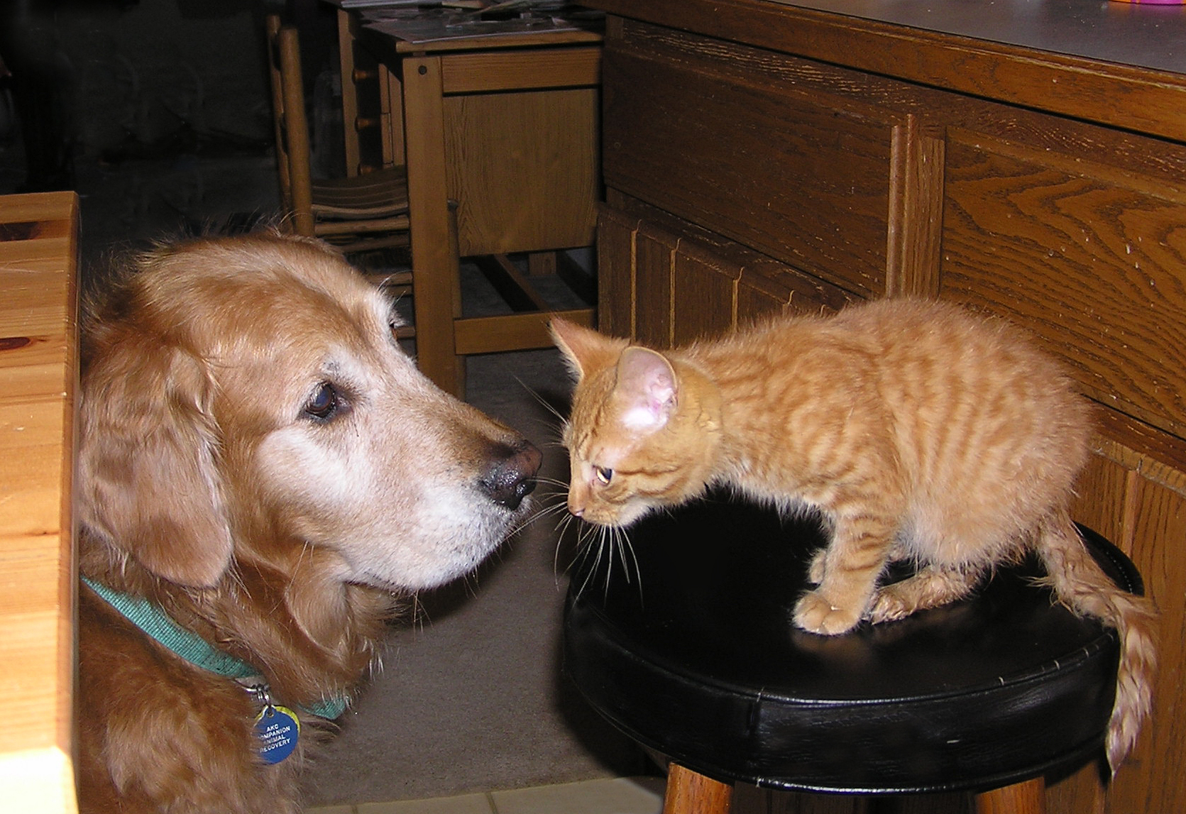 a kitten and a dog are looking at each other