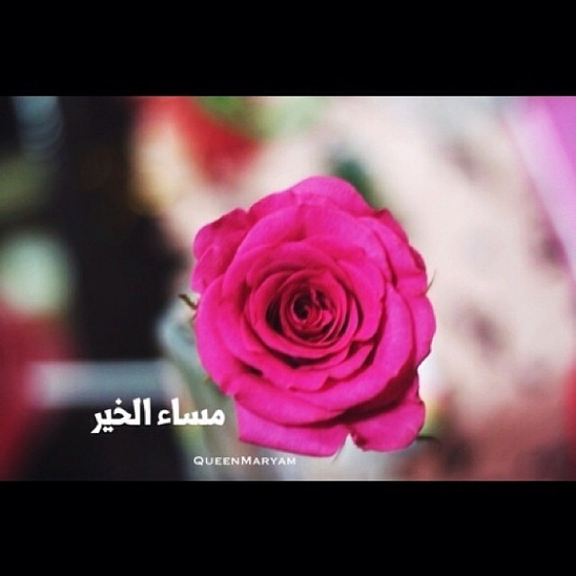 closeup of pink rose with arabic text