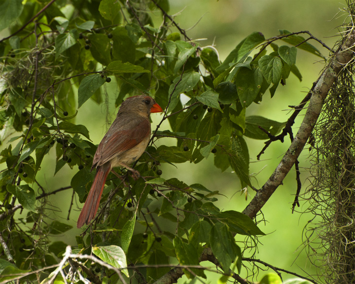 a bird is perched in the nches of trees