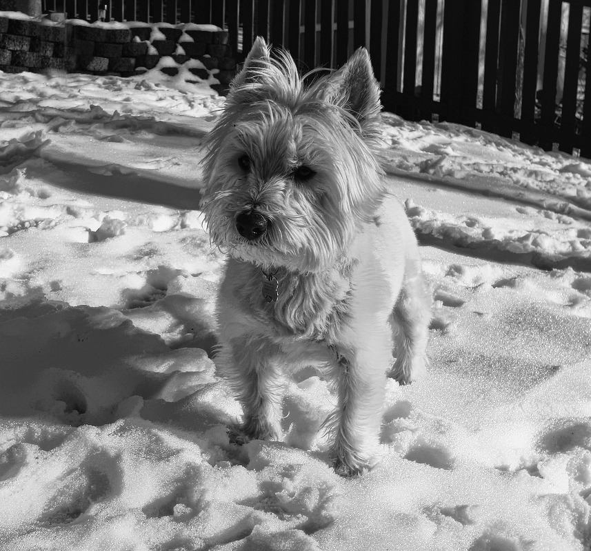 black and white po of small dog in snow