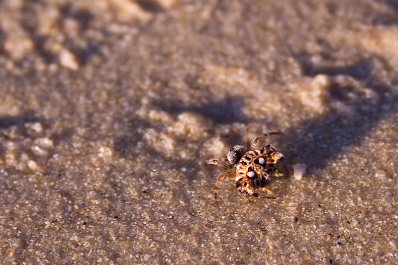 three bees sitting side by side on the sand