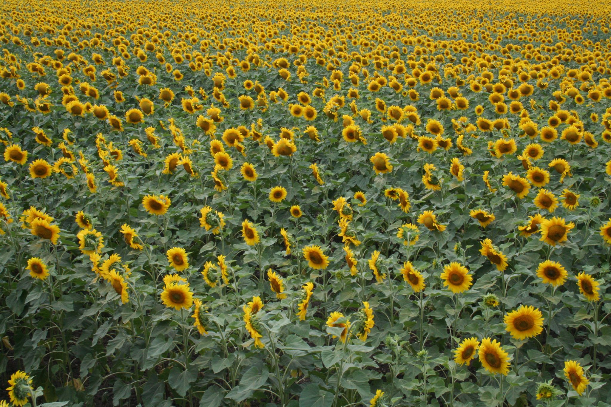 many sunflowers are in full bloom and one lone