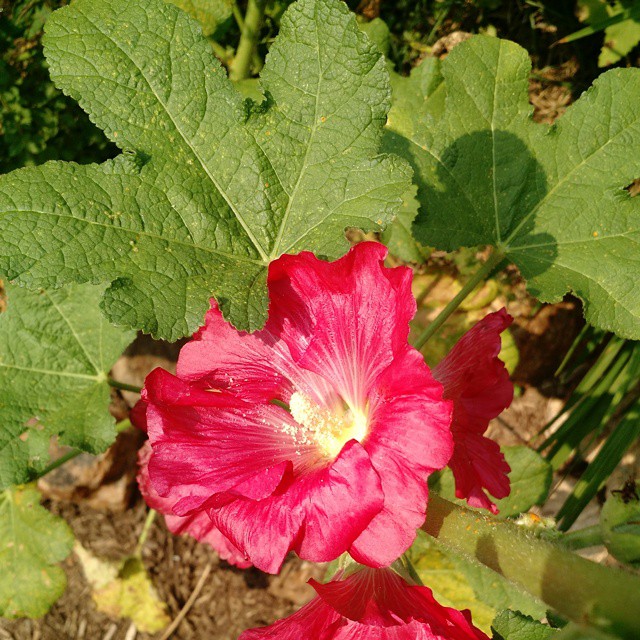 a pink flower with a green leafy area in the background