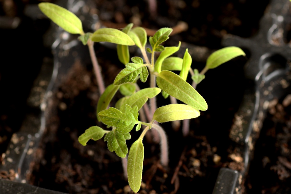 close up of young sprouts in the soil