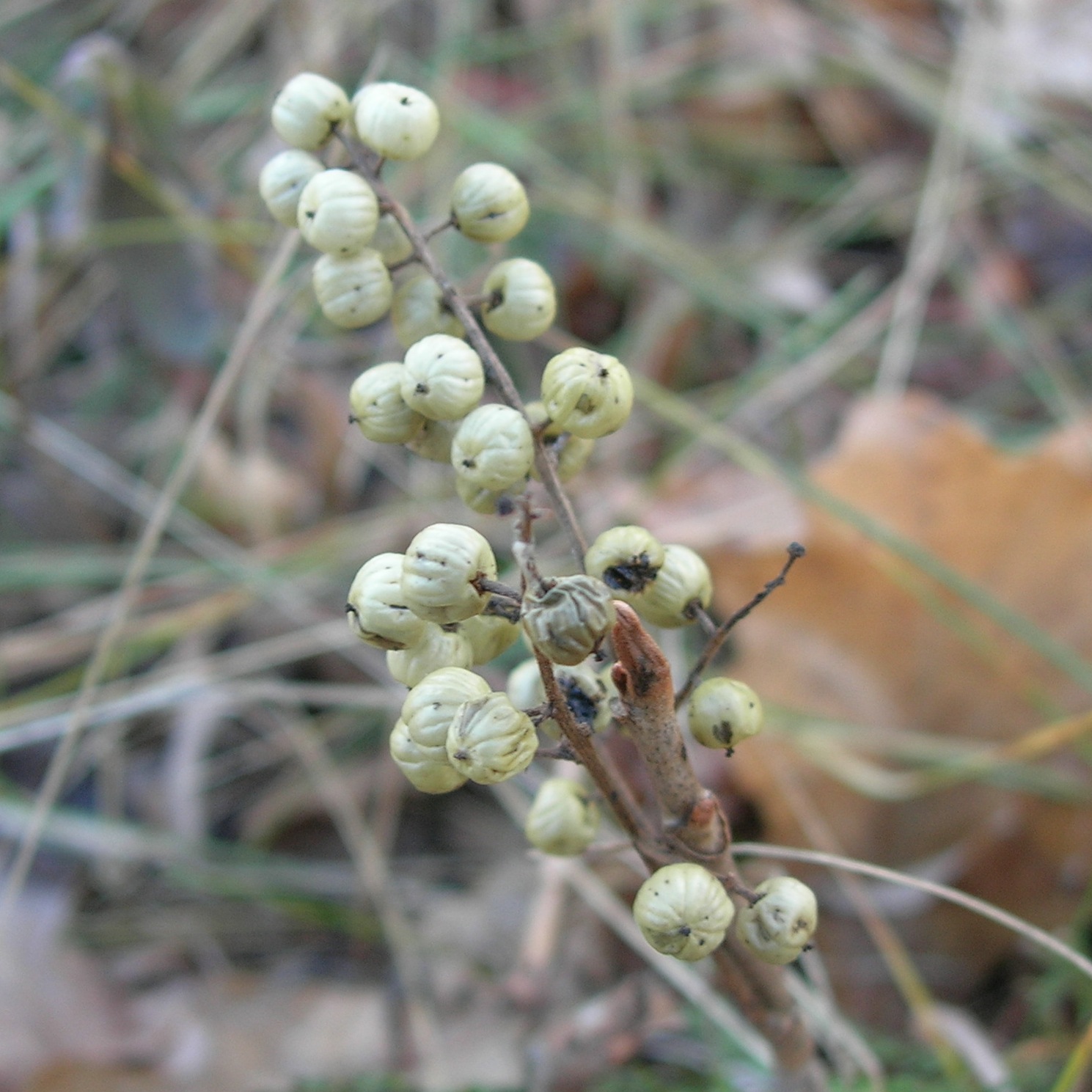 a plant with white berries hanging from it's stem