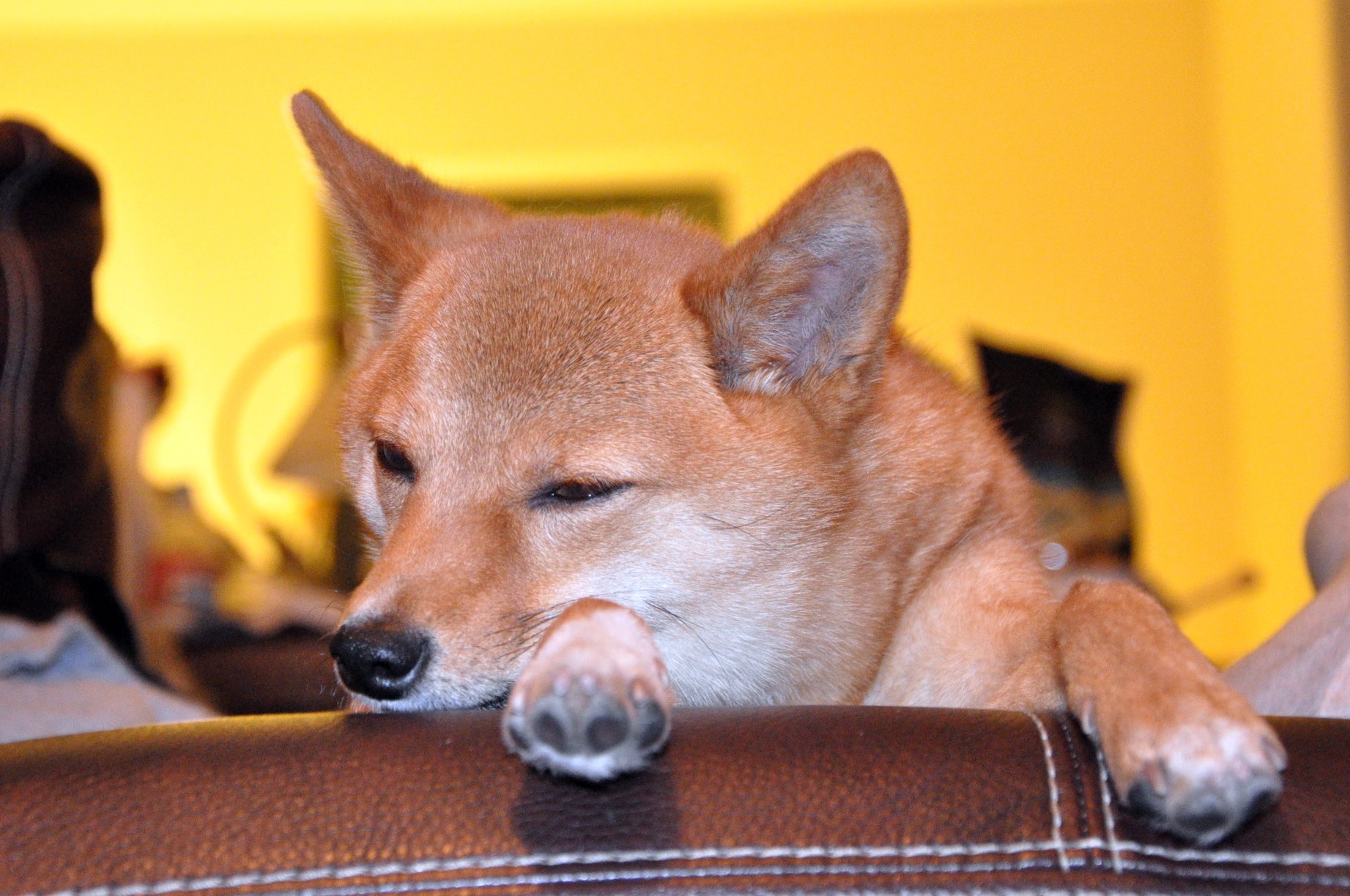 a small dog with its mouth open resting on a couch