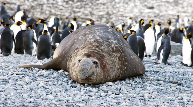 some penguins are standing and a seal is laying on the beach