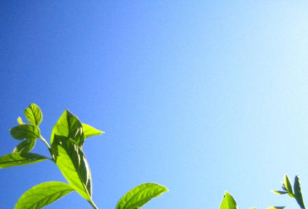 a green leafed tree against a clear blue sky