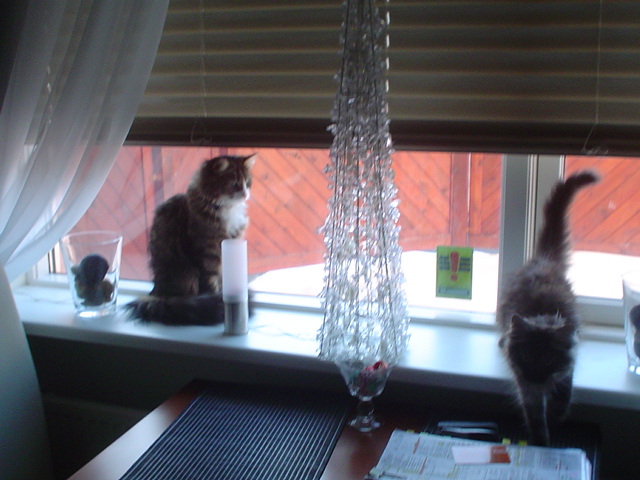 three kittens sitting by the window while looking out