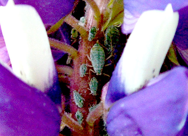a bug sits on the end of a flower