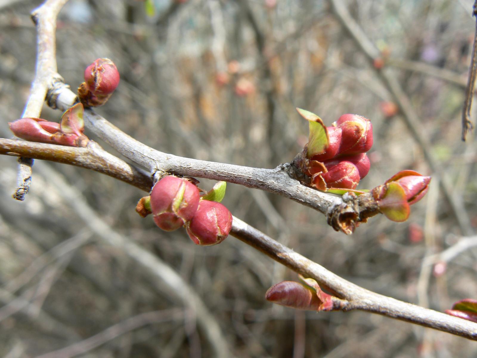 the buds of a flowering tree with little leaves