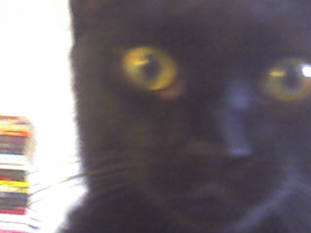 the black cat with big yellow eyes is staring