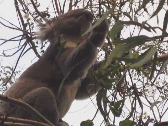 the koala bear is reaching up for leaves
