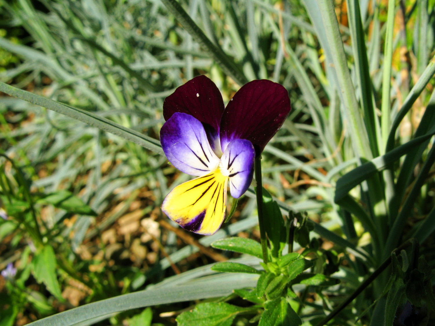 this is a picture of a purple and yellow flower