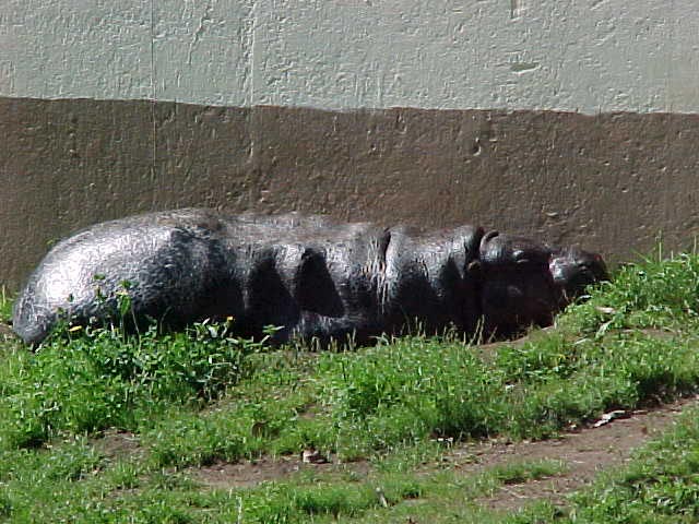 the hippopotamus was laying in the grass by the building