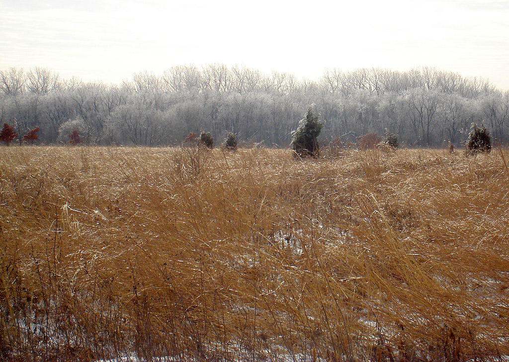 an empty field with yellow grass and trees