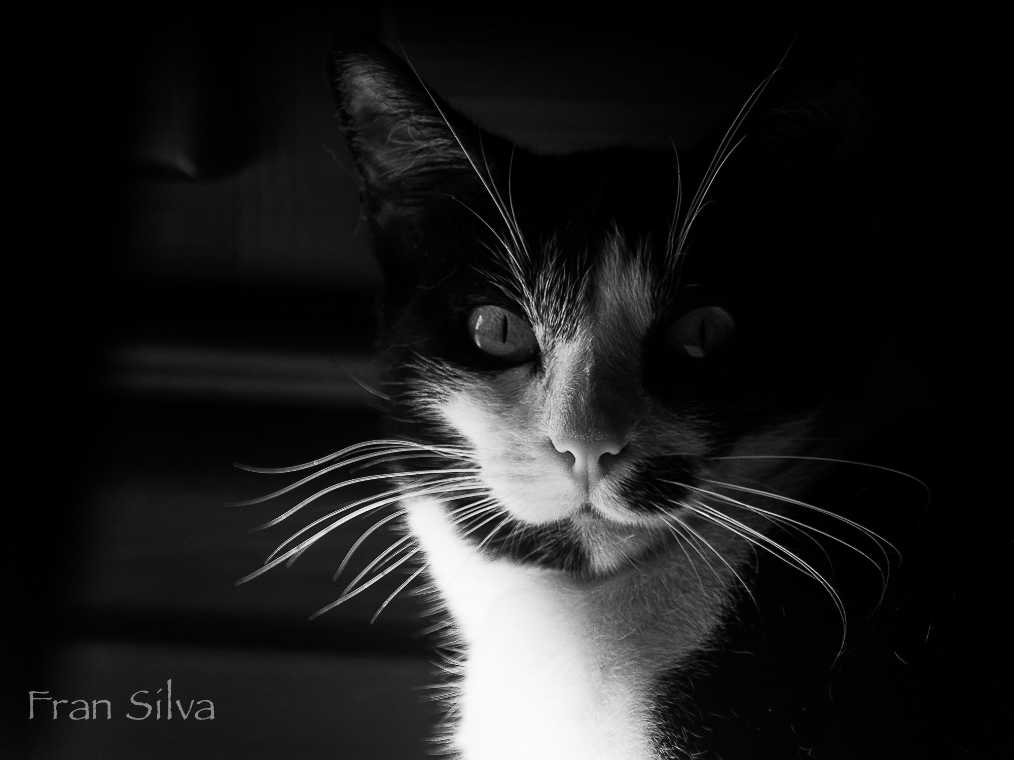 a black and white po of a cat looking intently