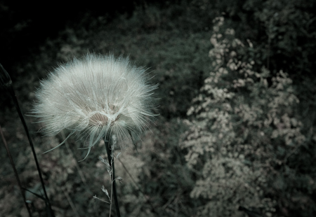 a dandelion blowing in the wind next to a forest