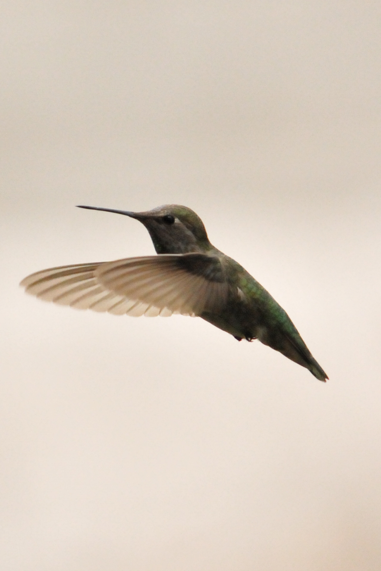 a humming bird flying in the air with its wings spread